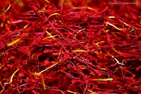 تصویر 2 از زعفران ارگانیک برداشت شده از مزارع سالم